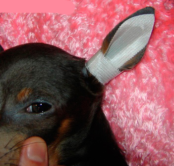 Prostredníctvom tejto malej neuzatvorenej oblasti pes ucho „dýcha“ a budete vždy vidieť ucho a v prípade potreby ho budete môcť vyčistiť