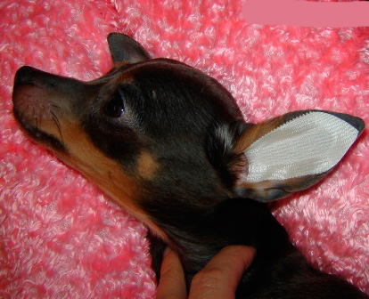 Keď sú uši suché, prilepte dizajn do ucha psa, ako je znázornené na fotografii, a opatrne ho vyhladite