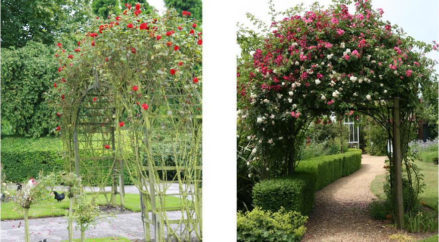 Сорти плетистих троянд, які мають досить великі квітки і порівняно гнучкі пагони, які підходять для формування на невеликих опорах: Zephirine Drouhin, Constance Spry, New Dawn