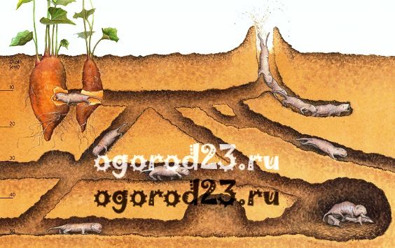 Найбільшою щільності розселення його (Україна) досягають на цілинних ділянках, що примикають до них посівах багаторічних трав, посівах зернових культур, поблизу від балок, лісосмуг, галявин лісових масивів