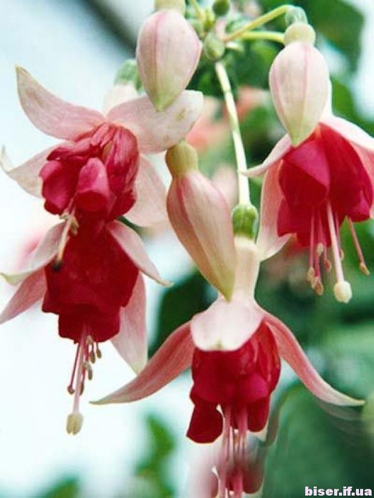 Фуксія - чарівний тропічний квітка, який багато досвідчених садівників в інших широтах теж змогли приручити