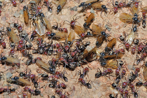 Вивести мурах бажано по мінімуму застосовуючи хімію, тому що саме від різних отрут люди самостійно завдають великої шкоди рослинам, ослабленим від сусідства комах