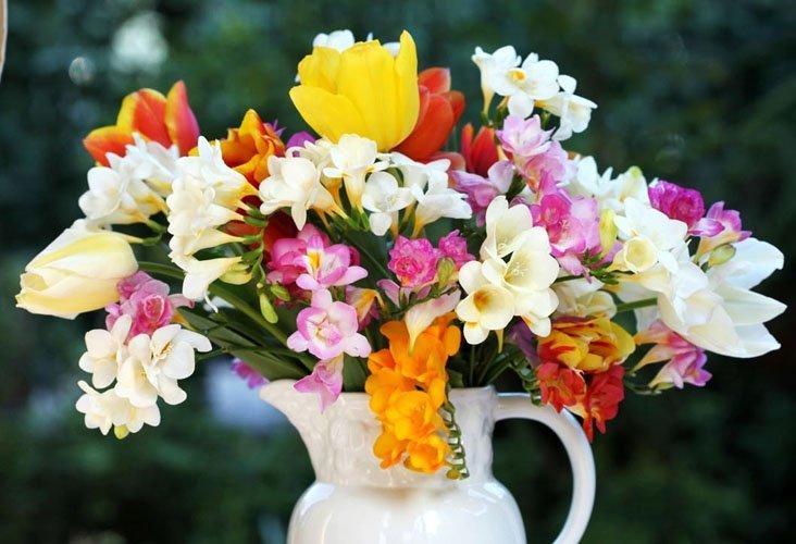 Флористи вибирають ароматні квіти фрезії для букета нареченої, адже вони довгий час зберігають свою свіжість і не в'януть