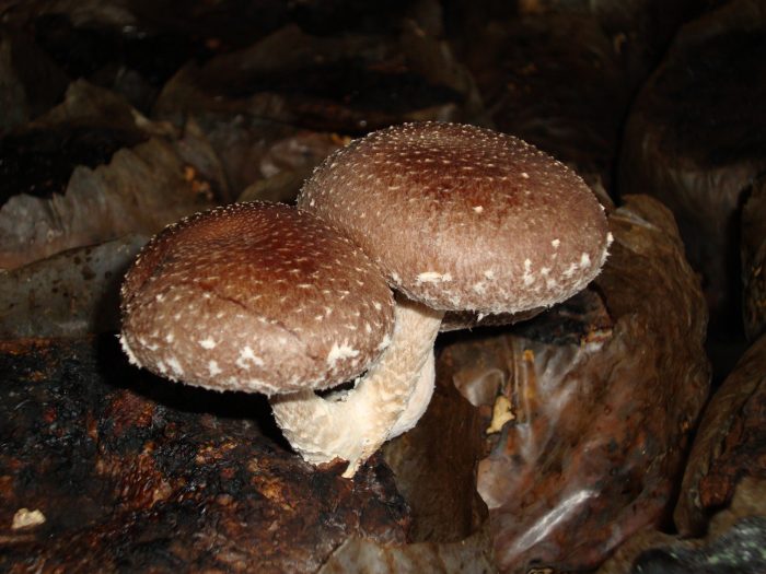 Отруйні і неїстівні види гриба шиітаке