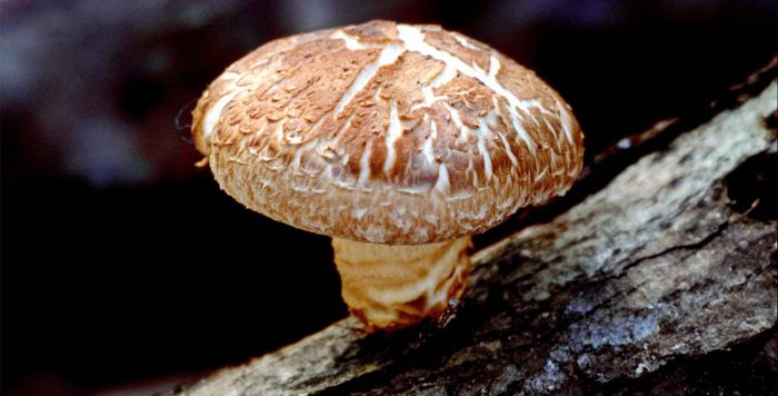 Види гриба шиітаке