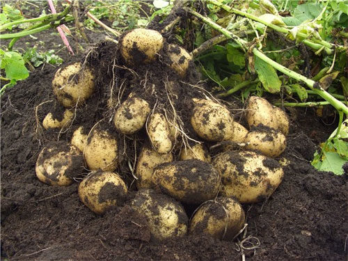 Переваги вирощування картоплі з насіння