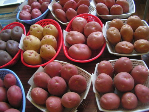Труднощі вирощування картоплі з розсади