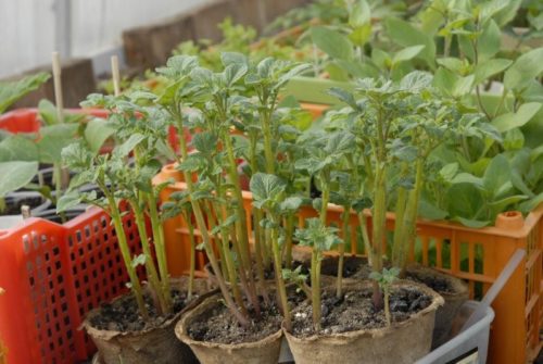 Як виростити картоплю з насіння в домашніх умовах