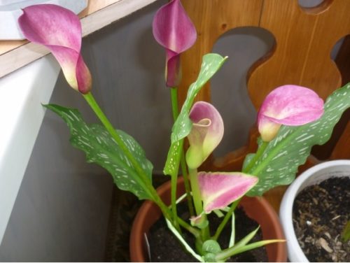 Щоб підтримувати вологість, вазони з квітами можна ставити на зволожену гальку в піддоні