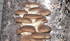 Основними видами їстівних грибів, які можна порекомендувати для вирощування в умовах середньої смуги, є гливи й опеньки