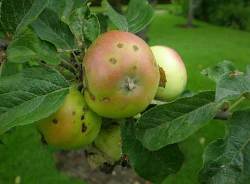 Парша є захворюванням, яке завдає пошкодження листю, а також плодам яблуні