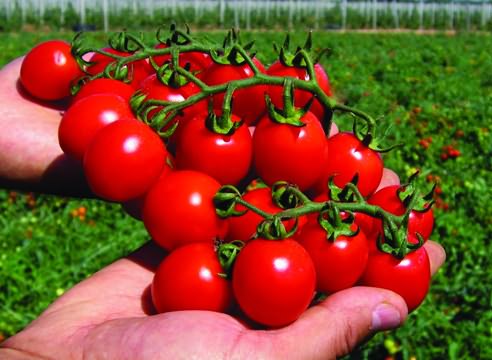 При цьому бізнес з вирощування помідорів чері також може приносити досить значний дохід