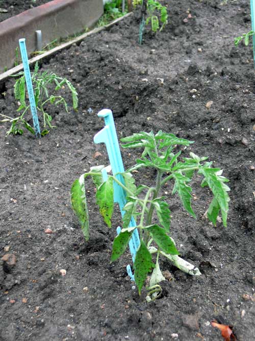 Як садити помідори в грунт
