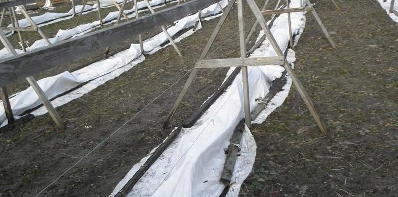 В умовах Донбасу для отримання щорічного гарантованого і кондиційного врожаю столові комплексно стійкі сорти слід вкривати на зиму
