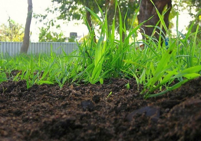 Якщо ви висаджуєте рослини в збагачений поживними речовинами грунт, то напевно доб'єтеся хорошою врожайності