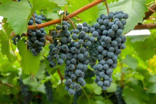 А листя виноградника часто використовують для приготування страв