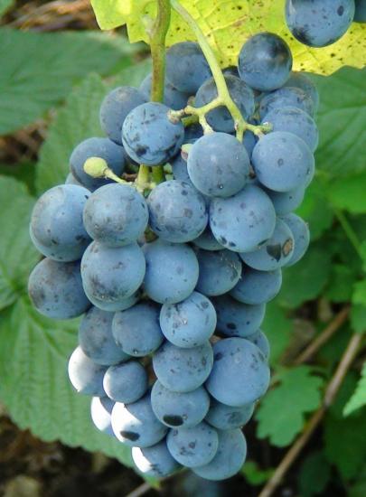 Догляд за виноградом сапераві північним
