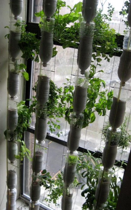 У великих 5-літрових каністрах можна спробувати виростити і дорослі рослини для плодоношення на балконі