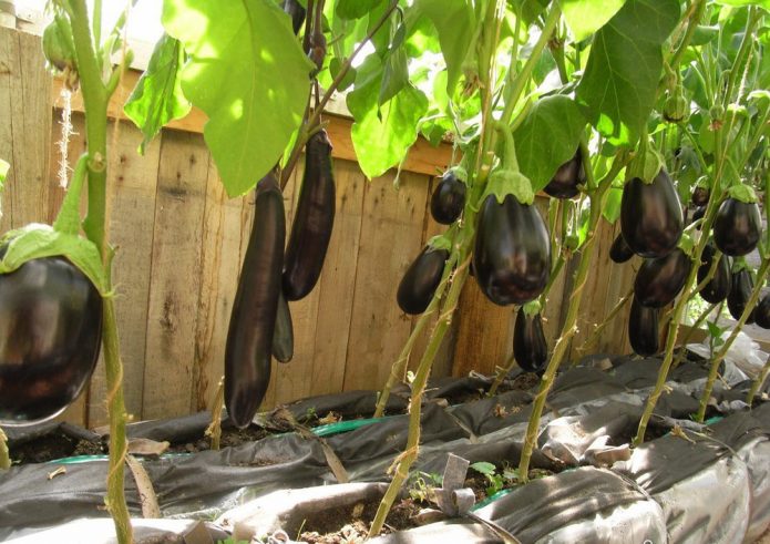 Баклажан - теплолюбний овоч, і у відкритому грунті його вирощування не завжди можливо