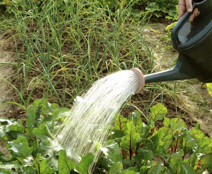 Садову лопатку встромляють в землю: якщо на неї грудками налипає грунт, то полив можна відкласти на кілька днів