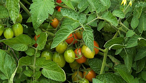 Вимоги томатів до умов вирощування   Томат - однорічна (в умовах нашого клімату) овочева рослина, однак, якщо зберегти його від морозів або хоча б укоренити пасинки, отримати урожай свіжих помідорів можна і взимку