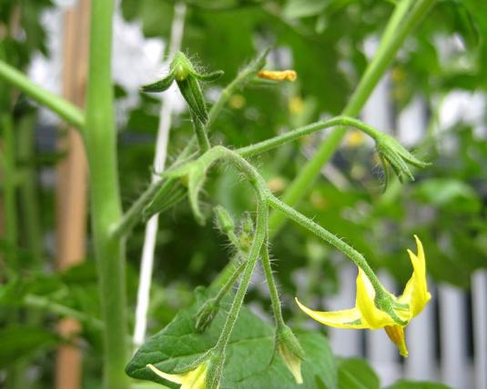 При низькій температурі повітря і підвищеній вологості повітря квітки томатів перестають запилюватися, а висока температура повітря перетворює квітки деяких сортів томатів в стерильні