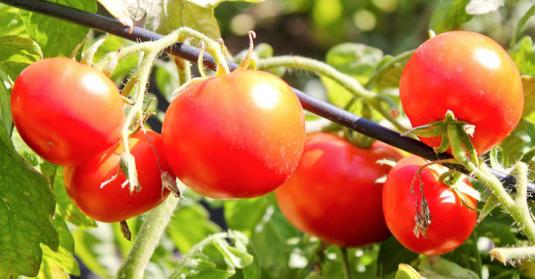 Щоб полегшити догляд за томатами, а також для зниження поширення хвороб томати бажано прив'язати до   окремим колам або шпалері