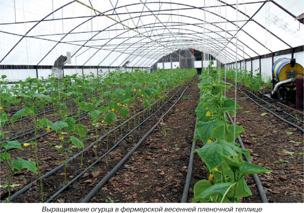 Селекціонери Всеросійського НДІ овочівництва вивели 33 гібрида огірка для весняно-літнього та осіннього обороту, толерантні до пероноспорозу і кореневих гнилей
