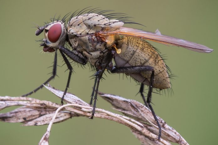 Сама муха - це двокрила комаха невеликого розміру (до 7 мм) попелясто-сірого або жовто-сірого кольору, яке дуже схоже на звичайну кімнатну муху