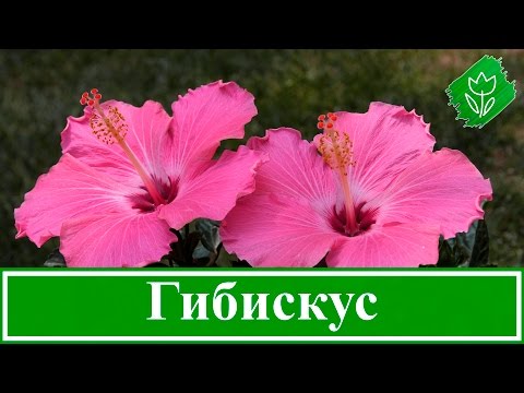 Самостійно вирощені кущі будуть готові до пересадження на постійне місце навесні наступного року