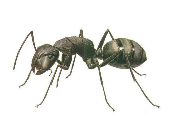 Маленькі прозорі мурахи в квартирі як позбутися