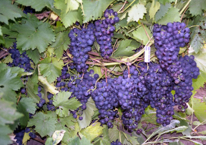 Виноград використовують для приготування напоїв, страв, вирощують у багатьох країнах світу і логічним є запитання: чи легко його виростити на власній земельній ділянці