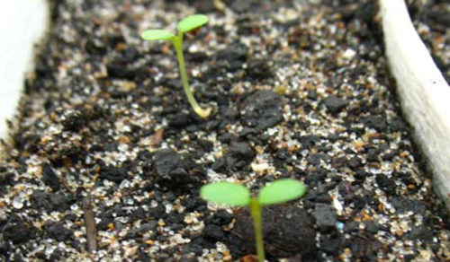Період проростання насіння у різних сортів різний і, в середньому, займає від 2-х до 4-х тижнів після посіву
