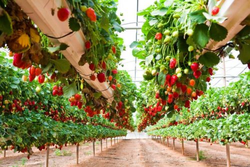 Вирощуючи полуницю в тепличних умовах, терміни посіву не мають значення: посів можна здійснювати цілий рік