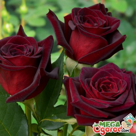 Популярні сорти садових троянд