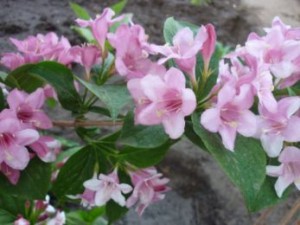 Вейгела рушає в зростання рано навесні і в травні вже дає прекрасне цвітіння, часто її цвітіння збігаємося з цвітінням прекрасного чагарнику   японської айви