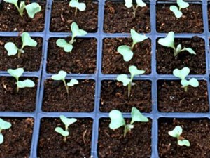 Багато городників, прагнучи отримати ранній урожай капусти брокколі, вирощують її розсадним способом, у відкритому грунті