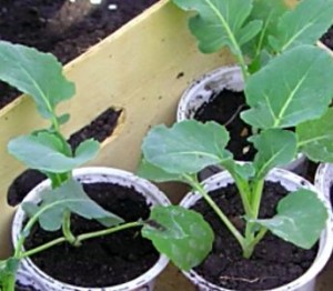 Для більш успішного вирощування брокколі, такої рідкісної і корисною капусти треба докласти трохи більше праці