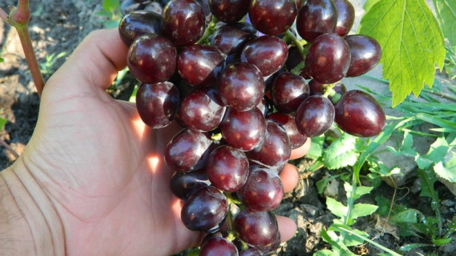 Холодні кліматичні умови ще до недавнього часу були суттєвими протипоказаннями для вирощування винограду