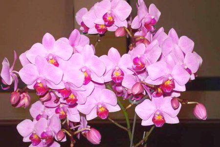 Цвітіння орхідей - фото   Цвітіння орхідей - фото