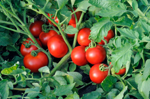 На кистях рослини висить дуже багато маленьких помідорів, готових для банки або прикраси столу