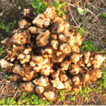 Топінамбур або, як його ще називають, земляна груша - красиве, висока рослина з численними невеликими «соняшниками»