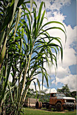 Цукрова тростина (Saccharum officinarum) - рід багаторічних цукроносних рослин сімейства злаків