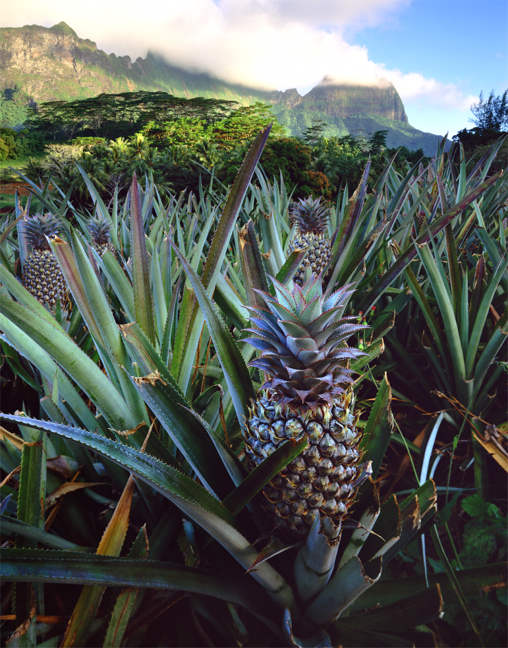 Естественно, ананасы растут в Южной Америке, а основными импортерами фруктов являются Гавайи, Бразилия, Мексика и Филиппины