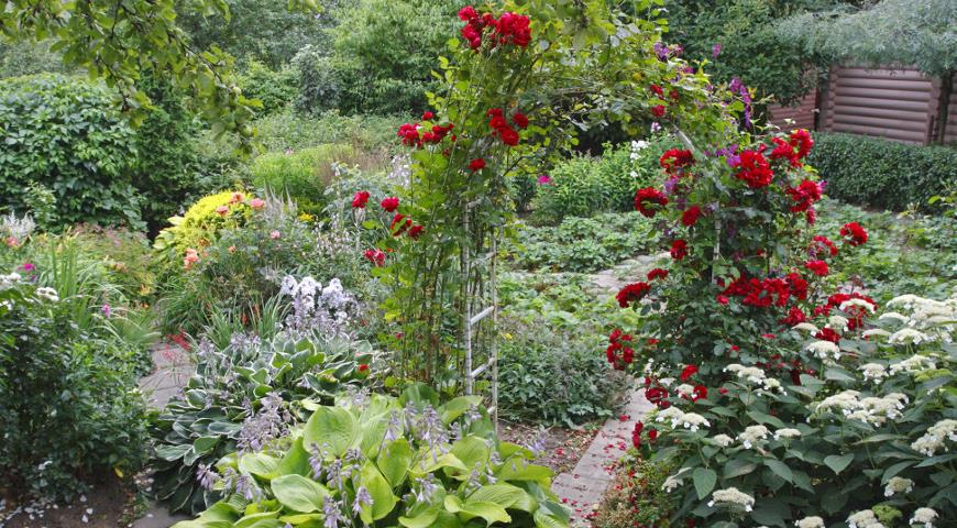 Кущі нагадують високі кущові троянди, пагони дуже товсті і жорсткі, їх складно зігнути, але головний козир - дуже ефектні квітки (Elfe, Rosanna, Pierre de Ronsard, Pink Cloud)