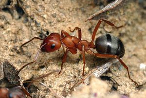Якщо ж профілактичні заходи не допомогли і вас почали відвідувати мурахи, при першому ж виявленні, слід почати з ними негайну боротьбу