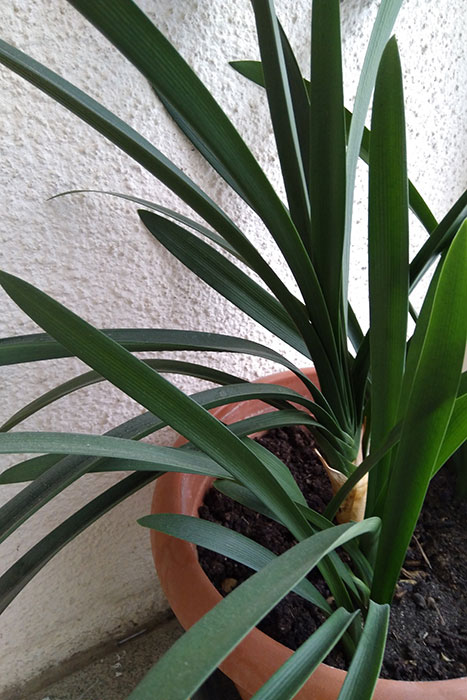 Кливия (Clivia, Imantophyllum) - улюблене кімнатна рослина сімейства Амарилісові, яке вважається довгожителем