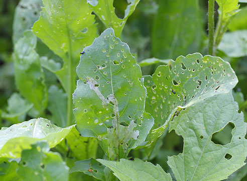 Заходи активної боротьби з хрестоцвіті блішки   Пестициди доцільно застосовувати при наявності більше 4 жуків на рослині при заселенні 10% рослин на ділянці