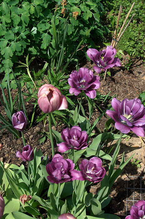 Тюльпани (Tulipa) під час цвітіння неймовірно красиві