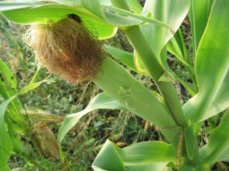 Однією з найбільш поширених злакових культур є кукурудза